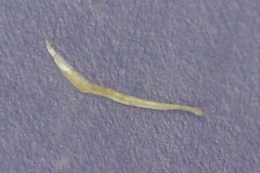 Metrosideros polymorpha