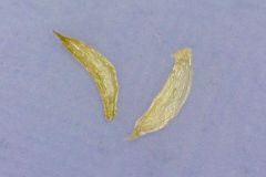 Metrosideros polymorpha