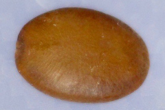 Mezoneuron kavaiense