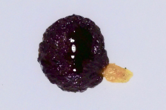Pittosporum hosmeri