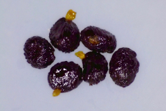 Pittosporum hosmeri