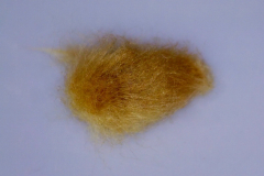 Gossypium tomentosum (Hawaiian cotton)