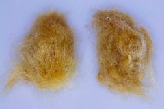 Gossypium tomentosum