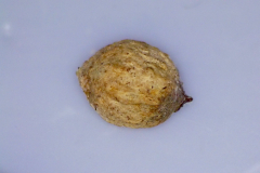 Santalum paniculatum
