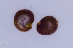 Capparis sandwiciana