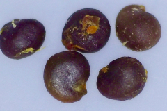 Capparis sandwichiana