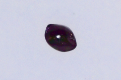 Dianella sandwicensis