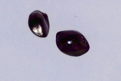 Dianella sandwicensis