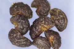 Psydrax odorata
