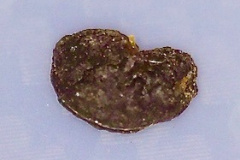 Psydrax odorata