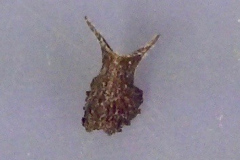 Sida fallax