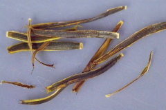 Bidens micrantha