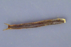 Bidens Micrantha