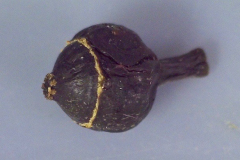 Polyscias sandwicensis