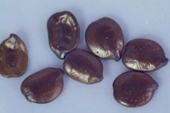 Senna gaudichaudii