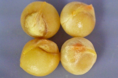 Pleomele hawaiiensis