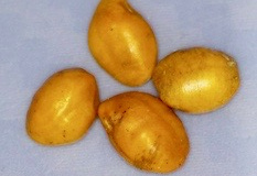 Sophora chrysopylla
