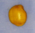 Sophora chrysopylla