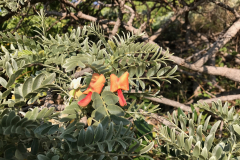 Sesbania tomentosa, 'Ohai