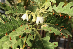 Solanum incompletum,  Popolo ku mai