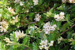 Osteomeles anthyllidifolia, 'Ulei