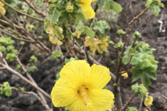 Hibiscus brackenridgei, Mao hau hele