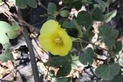 Gossypium tomentosum, Ma'o