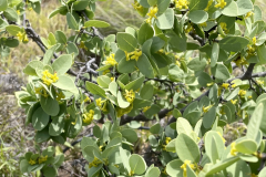 Wikstroemia uva-ursi, 'Akia