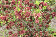 Dodonaea viscosa, A'ali'i