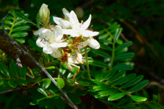 Osteomeles anthyllidifolia, 'Ulei