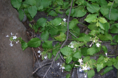 Plumbago zeylanica, 'Ilie'e