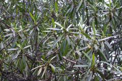 Myoporum sandwicense, Naio