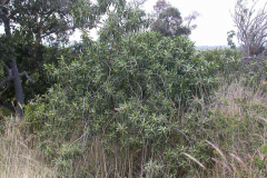 Myoporum sandwicense, Naio