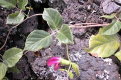 Native-Vines-Awikiwiki-vine-flower