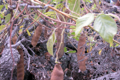 Native-Vines-Awikiwiki-vine-ripe-seed-pods