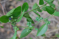 Native-Vines-Huehue-Vine-and-Seed