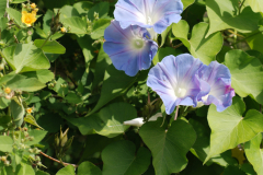 Native-Vines-Koali-native-morning-glory
