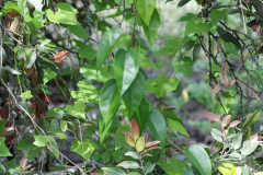 Native-Vines-Mixed-wild-vines-in-Lama-forest