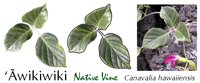 Leaf Shapes Awikiwiki