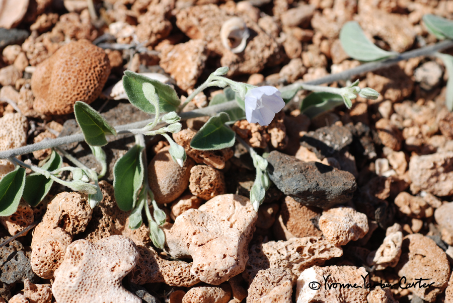 Native Coastal Plants - Pauoahiiaka at the beach
