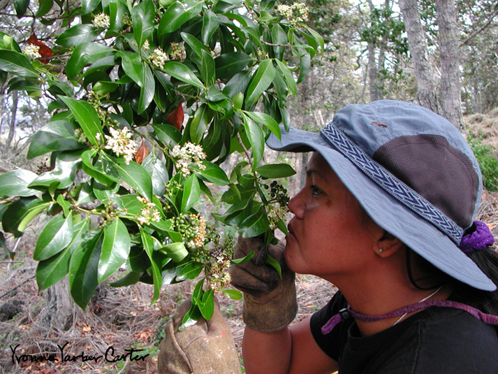 Native Dryland Trees and their Flowers - Alahe'e blossoms enjoyed by Sylvia