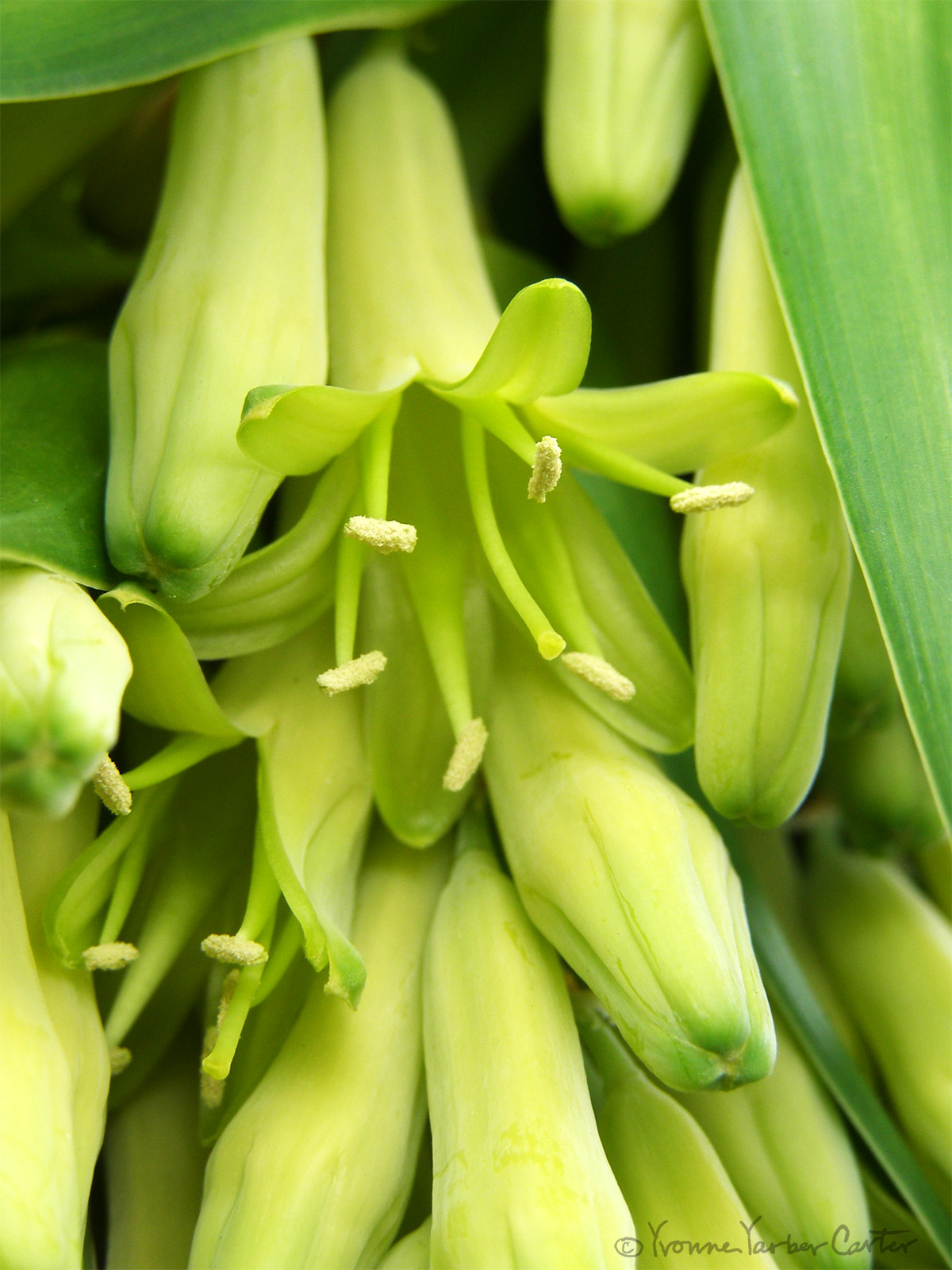 ative-Dryland-Trees-and-their-Flowers-Halapepe-flowers