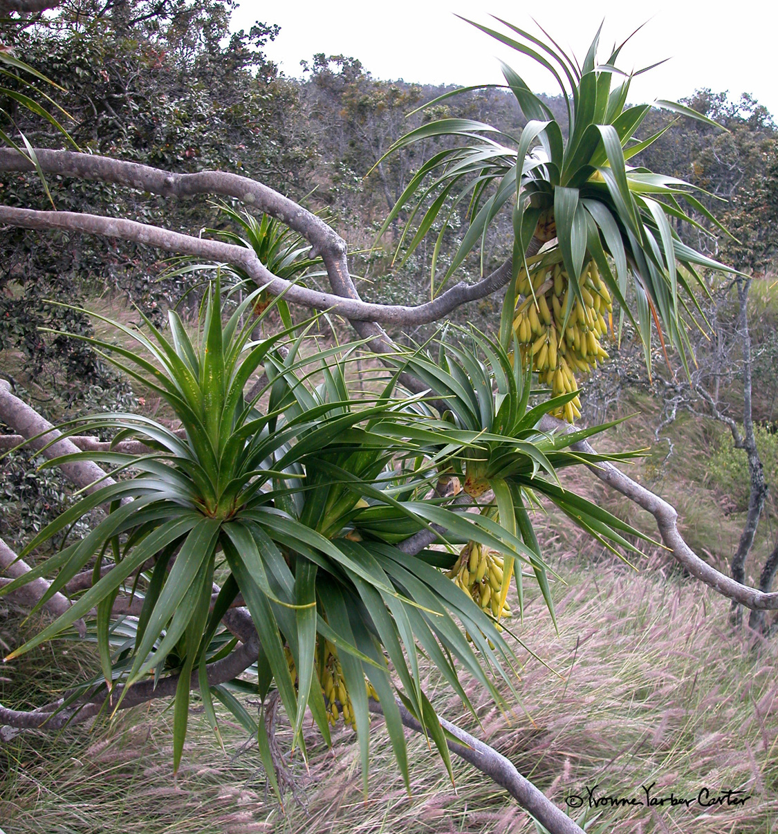 Halapepe `o Ka`plehu