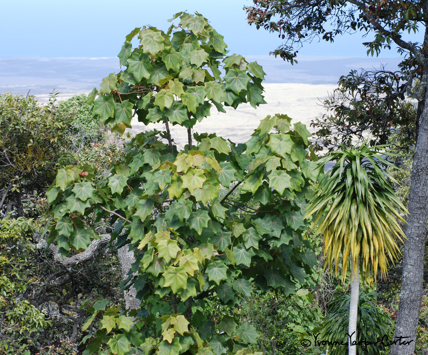 Native Dryland Trees and their Flowers - Hau heleula, Halapepe, and Lama