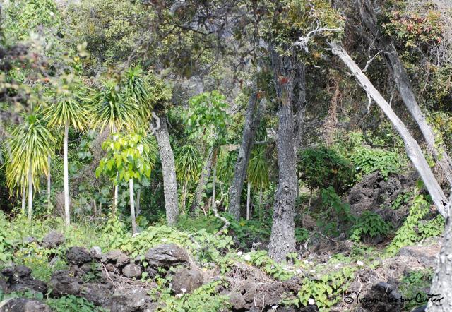 Native Dryland Trees and their Flowers - Mixed Natives—Halapepe, Lama, and Vines