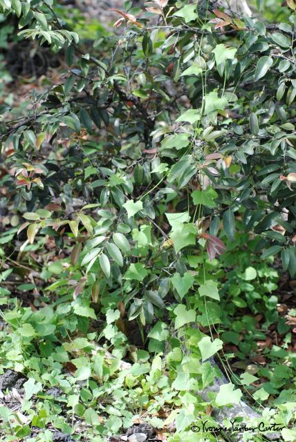Native Dryland Trees and their Flowers - Native 'Anunu vines on Lama trees