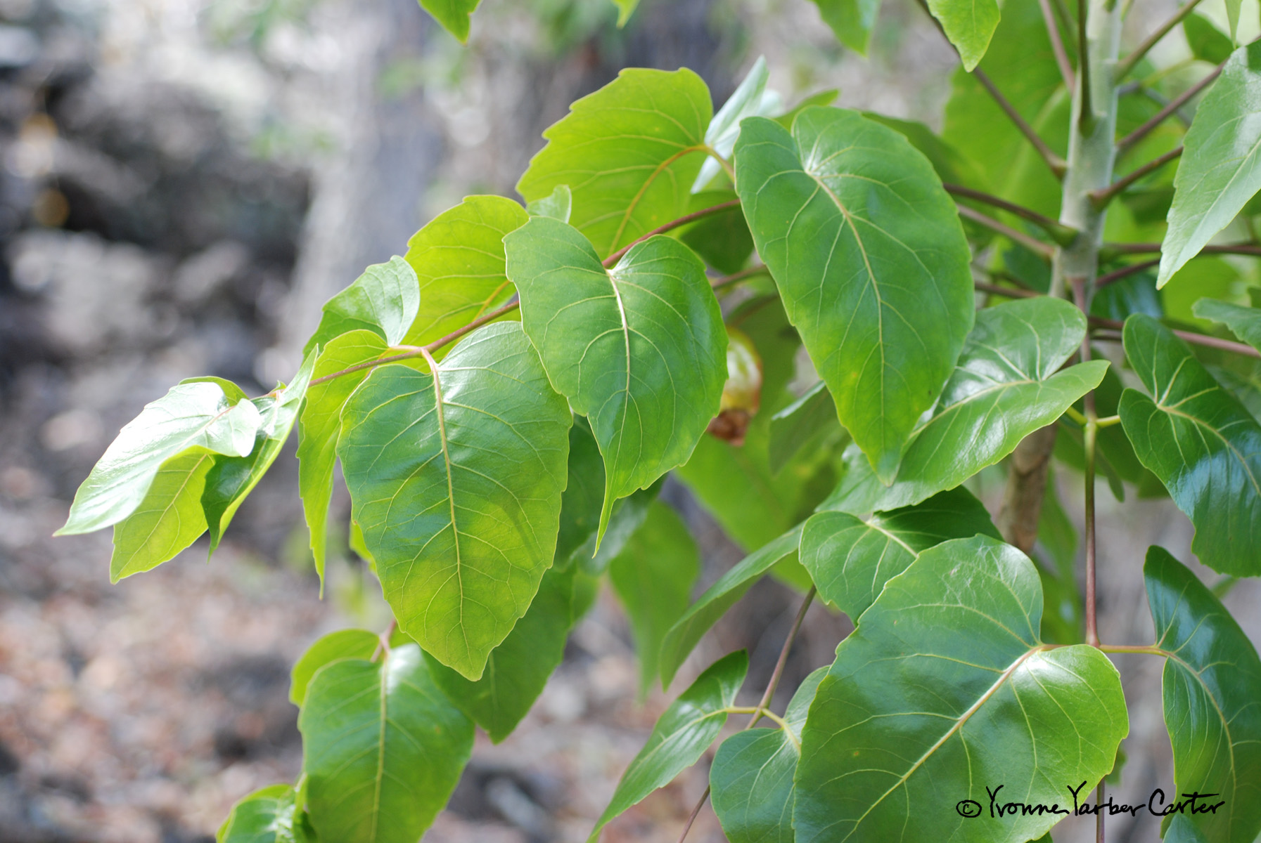 Native Dryland Trees and their Flowers - Ohe makai tree