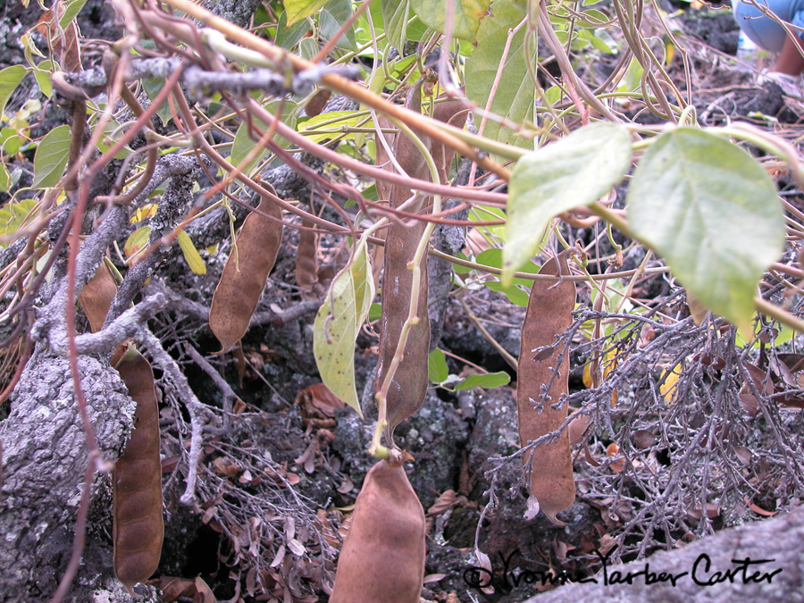 Native Vines - Awikiwiki vine & ripe seed pods