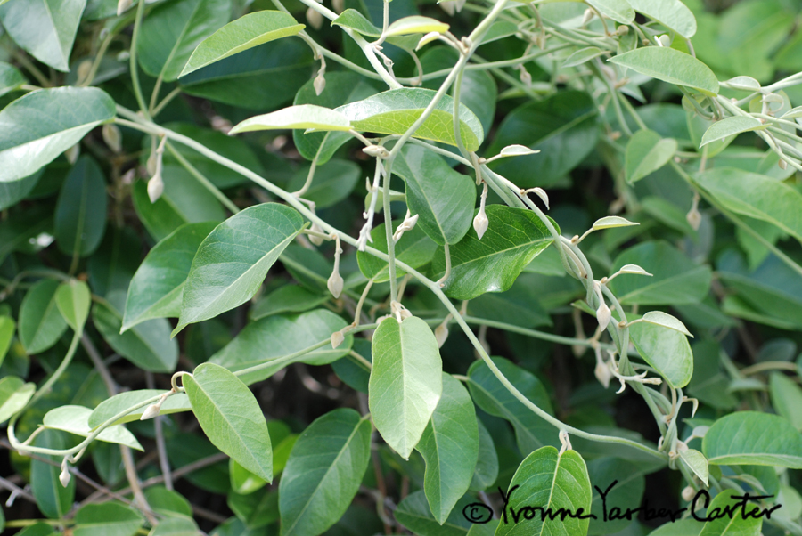 Native Vines - Bonamia (rare native Koali family)
