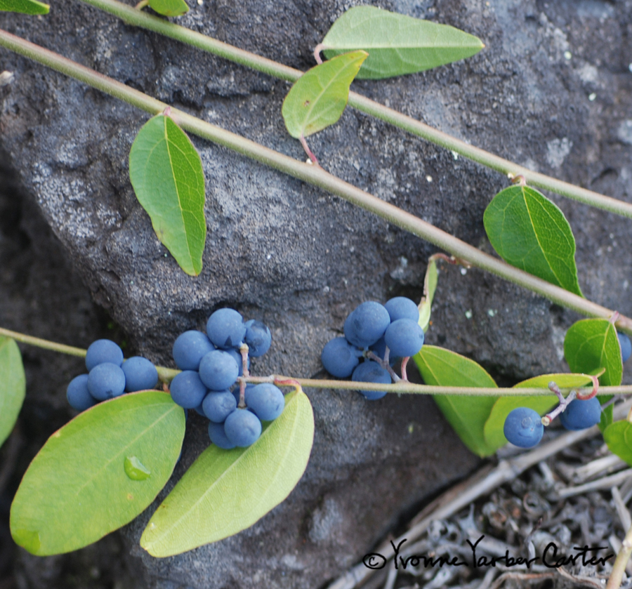 Native Vines - Huehue
